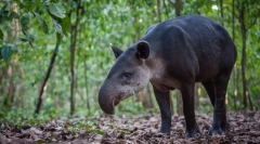 Tapir central american